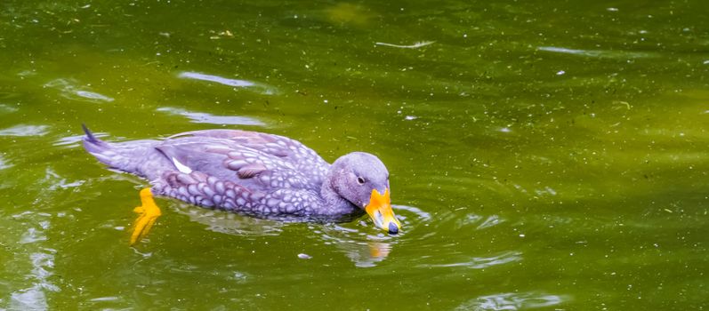 fuegian steamer duck floating on the water in closeup, tropical bird specie from south America