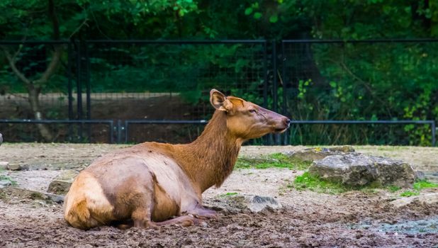 closeup of a female wapiti laying on the ground, tropical deer specie from America