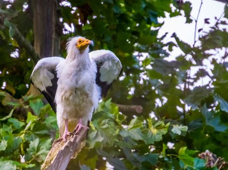 white egyptian vulture shaking its wings, Scavenger bird specie from Africa