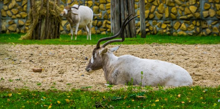 white screwhorn antelope sitting down, critically endangered animal specie from Africa