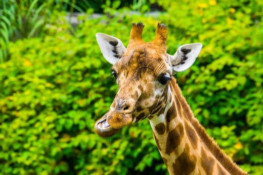 funny closeup of the face of a kordofan giraffe chewing, critically endangered animal specie from Sudan in Africa