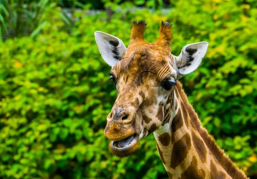 closeup of the face of a kordofan giraffe chewing, critically endangered animal specie from Sudan in Africa