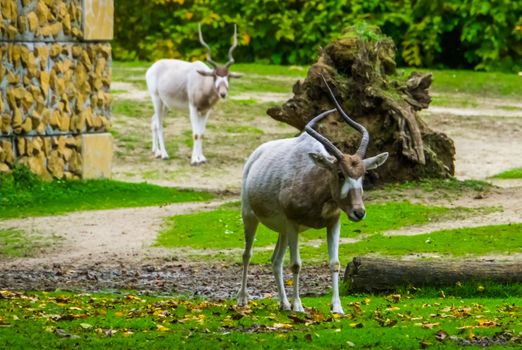 Closeup of a white screwhorn antelope walking towards camera, critically endangered animal specie from Africa