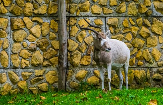 portrait of a white screwhorn antelope standing in the pasture, critically endangered animal specie from Africa