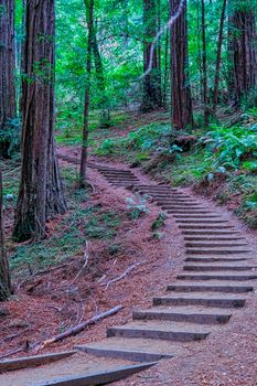 Curving Steps up Redwood Hill in Muir Woods