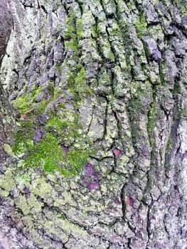 Close up of varicolored old wood with mossy textured pattern