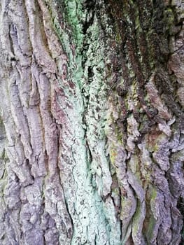 Close up of varicolored old wood with mossy textured pattern