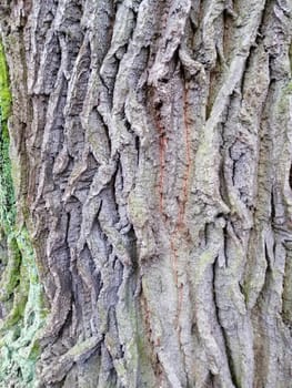 Close up of varicolored old wood with mossy textured pattern