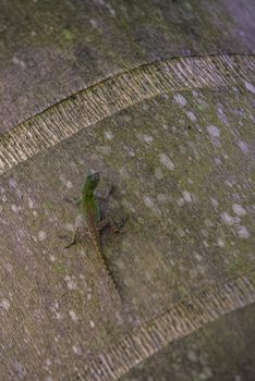 Geko in nature in Dominac Republic Tropical Forest