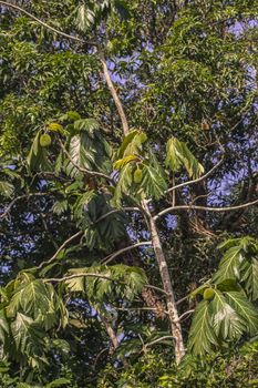 Cocoa plant in Nature in Dominican Republic