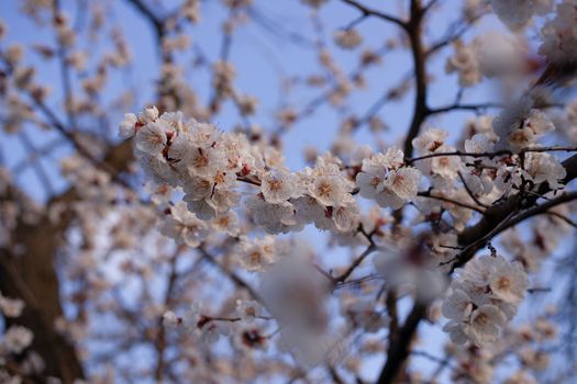 Apricot flowers on blurred blue sky background. Sprind day