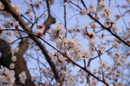 Apricot flowers on blurred blue sky background. Sprind day