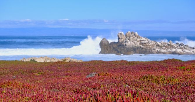Carpet of Red Flowers in Pacific Grove California with Crashing Surf in Background