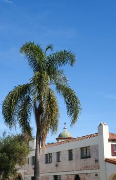 Old Plaster Building and Palm Tree in Santa Barbara