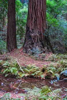 Redwood Trees Along a Small Stream in Muir Woods