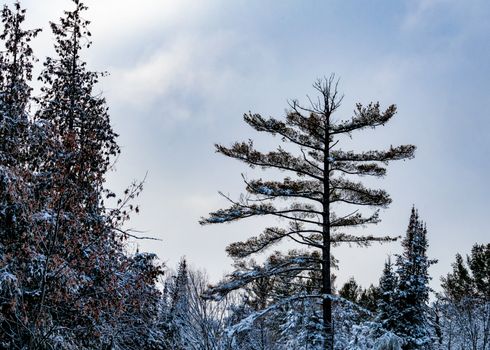 A pine tree with a thin trunk and wide-reaching branches stands tall against the sky, overshadowing most of the trees around it. In winter, the tree and its surrounding foliage have a dusting of snow.