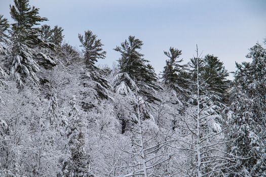 Trees, including evergreens and deciduous trees, of a mixed forest are covered in snow after a recent snowfall.
