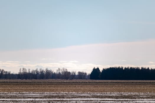 An agricultural field has been harvested and lays bare in the winter, with snow fallen between the remaining stalks where corn once grew. Behind the farm, trees and a pale sky are seen.