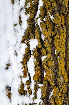 The trunk of a tree is seen up close in the winter, with yellow, green and orange lichen growing on its bark, and one half of it covered in snow. The texture of the lichen, bark and snow can be seen.