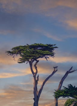 Cypress Tree in Afternoon LIght in Monterery