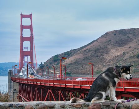 Dog by Golden Gate Bridge on a Stone Wall