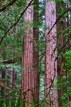 Pair of Redwood Trees Rising in Muir Woods