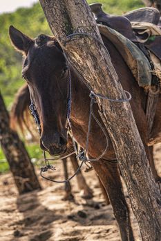 Horses tied to a tree in a group during a trip to the Dominican Republic