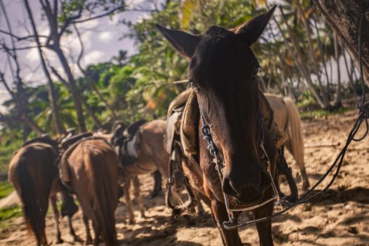 Horses tied in a group waiting to resume the journey