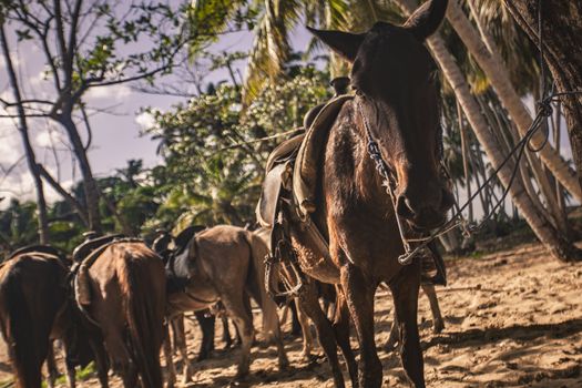 Horses tied in a group waiting to resume the journey