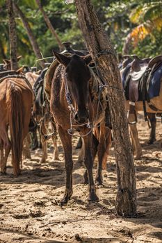 Horses tied to a tree in a group during a trip to the Dominican Republic