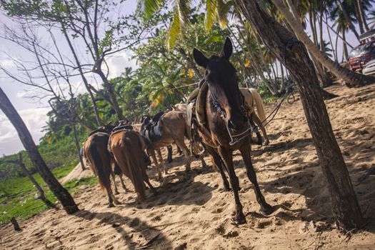 Horses tied in a group waiting to resume the journey