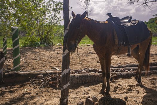 Horse tired in a palm tree in Dominican Republic