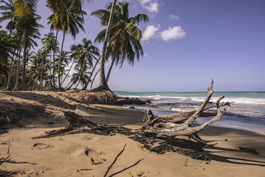 Panorama of the beautiful and natural beach of Playa Limon in the Dominican Republic