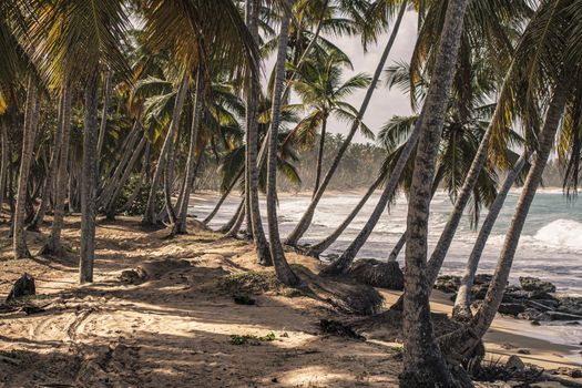 Panorama of the beautiful and natural beach of Playa Limon in the Dominican Republic