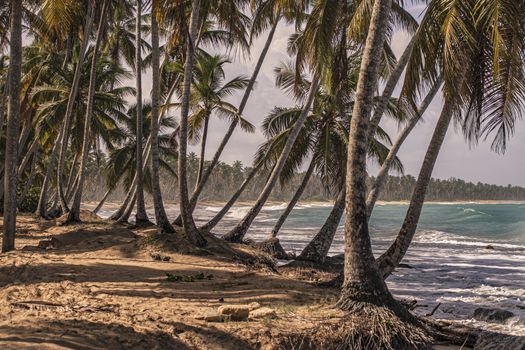 Panorama of the beautiful and natural beach of Playa Limon in the Dominican Republic