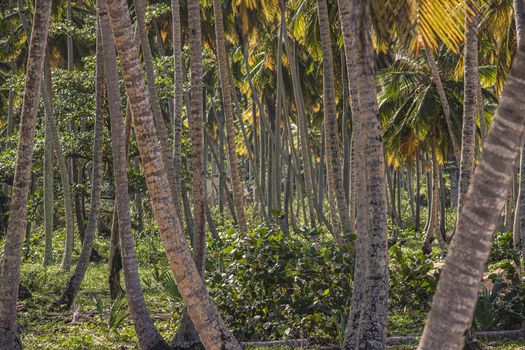 Palm forest at sunset in Dominican Republic