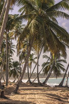 Panorama of the beautiful and natural beach of Playa Limon in the Dominican Republic