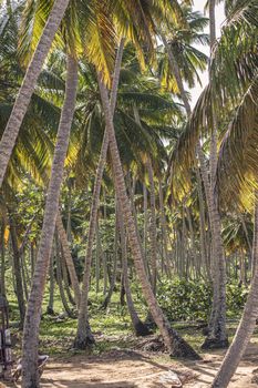 Palm forest at sunset in Dominican Republic