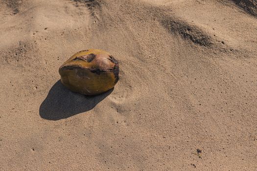 Coconut on beach's sand in Playa Limon in Dominican Republic