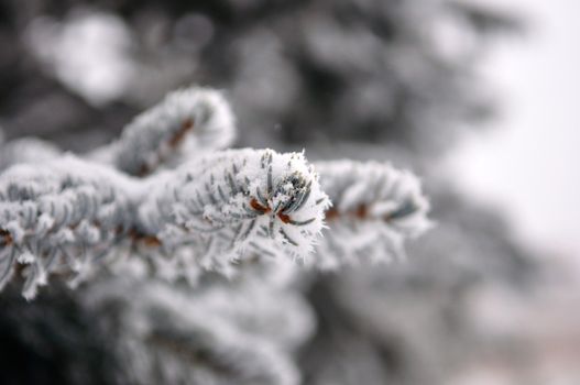 walk in the station of Montgenevre taken by the cold, the snow and the frost. France