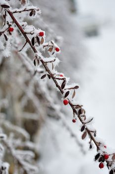 walk in the station of Montgenevre taken by the cold, the snow and the frost. France