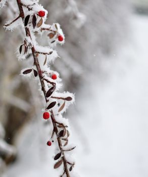 walk in the station of Montgenevre taken by the cold, the snow and the frost. France