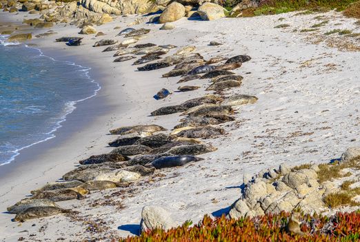 Harbor Seals on the Beach of Monterey