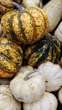 Fresh healthy bio pumpkins on farmer agricultural market at autumn. Healthy food. Pumpkin is traditional vegetable used on American holidays - Halloween and Thanksgiving Day.
