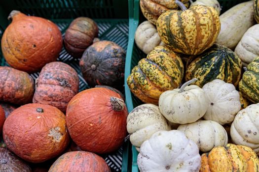 Fresh healthy bio pumpkins on farmer agricultural market at autumn. Healthy food. Pumpkin is traditional vegetable used on American holidays - Halloween and Thanksgiving Day.