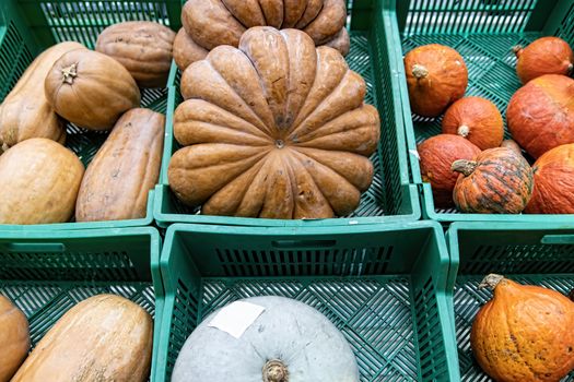 Fresh healthy bio pumpkins on farmer agricultural market at autumn. Healthy food. Pumpkin is traditional vegetable used on American holidays - Halloween and Thanksgiving Day.