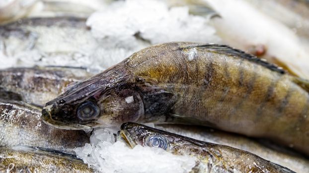 Different types of fresh fish on ice in supermarket, top view. Close up fresh fish on ice bucket or frozen fish in grocery store use for raw food background