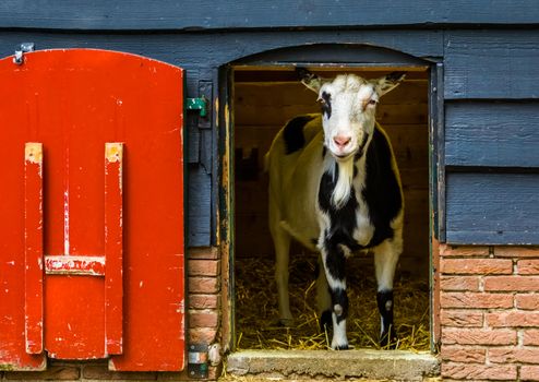 domestic black and white goat standing in the door opening, popular farm animals