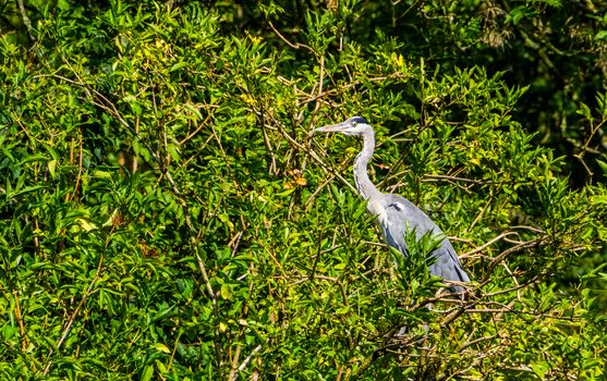 closeup of a grey heron sitting in a tree, common bird of prey from Europe