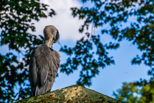 closeup of grey heron preening its feathers, common bird specie from Eurasia